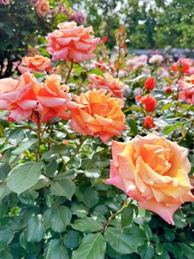 横浜イングリッシュガーデンに投稿された画像（2025/5/11）