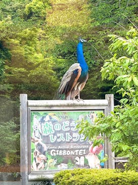 伊豆シャボテン動物公園に投稿された画像（2025/5/11）