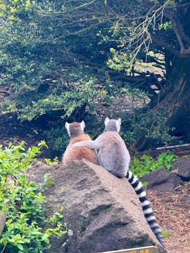 伊豆シャボテン動物公園に投稿された画像（2025/5/11）