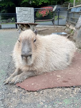 伊豆シャボテン動物公園に投稿された画像（2025/5/11）