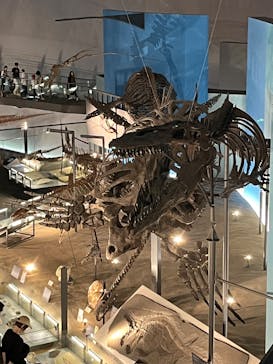 福井県立恐竜博物館に投稿された画像（2025/5/11）