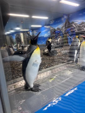 越前松島水族館に投稿された画像（2025/5/11）