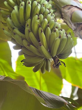 熱川バナナワニ園に投稿された画像（2025/5/11）