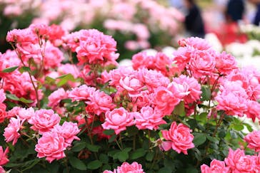 ぎふワールド・ローズガーデンに投稿された画像（2025/5/11）