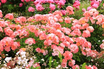 ぎふワールド・ローズガーデンに投稿された画像（2025/5/11）