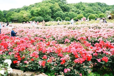 ぎふワールド・ローズガーデンに投稿された画像（2025/5/11）