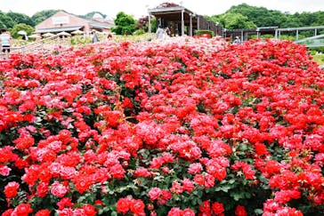 ぎふワールド・ローズガーデンに投稿された画像（2025/5/11）