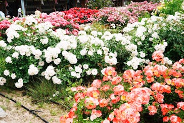 ぎふワールド・ローズガーデンに投稿された画像（2025/5/11）