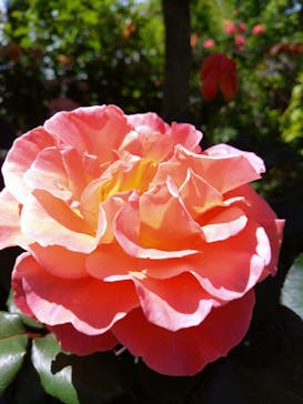 横浜イングリッシュガーデンに投稿された画像（2025/5/11）