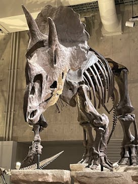 国立科学博物館に投稿された画像（2025/5/11）