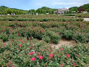 ぎふワールド・ローズガーデンに投稿された画像（2025/5/11）