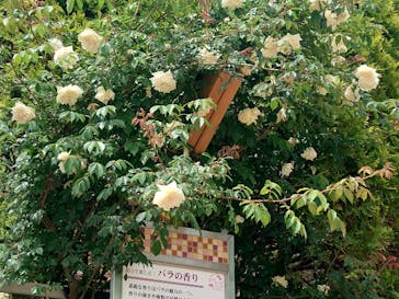 ぎふワールド・ローズガーデンに投稿された画像（2025/5/11）