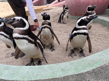 大分マリーンパレス水族館 「うみたまご」に投稿された画像（2025/5/11）