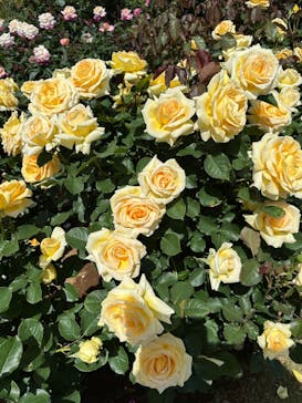 京成バラ園に投稿された画像（2025/5/11）