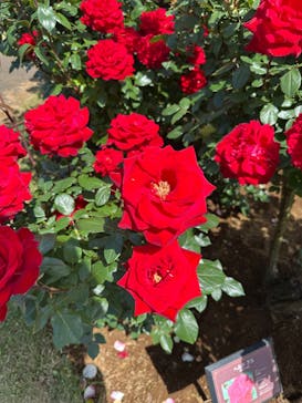 京成バラ園に投稿された画像（2025/5/11）