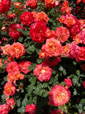 京成バラ園に投稿された画像（2025/5/11）