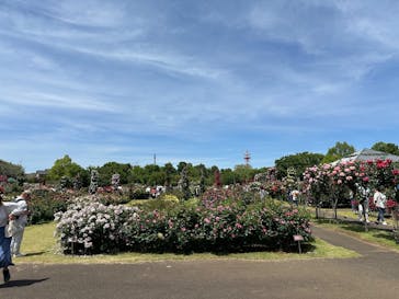 京成バラ園に投稿された画像（2025/5/11）