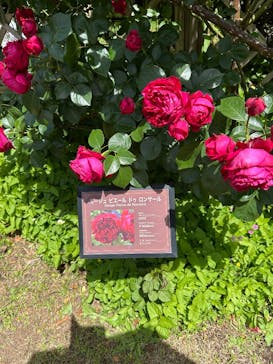 京成バラ園に投稿された画像（2025/5/11）