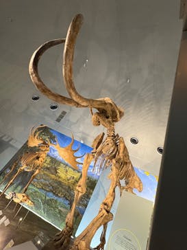 福井県立恐竜博物館に投稿された画像（2025/5/11）