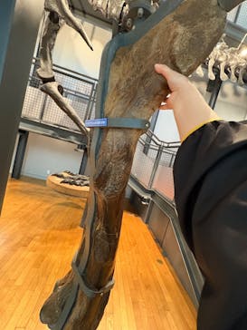 福井県立恐竜博物館に投稿された画像（2025/5/11）