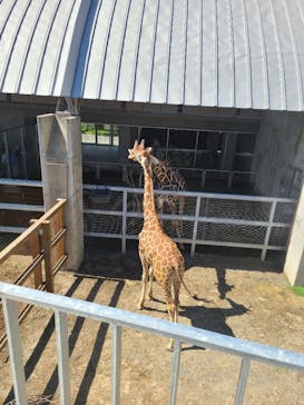 霞ケ浦 どうぶつとみんなのいえに投稿された画像（2025/5/11）