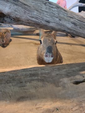 霞ケ浦 どうぶつとみんなのいえに投稿された画像（2025/5/11）