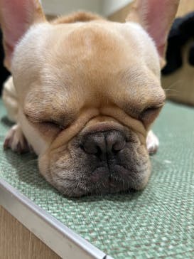 いぬカフェRio 下北沢店に投稿された画像（2025/5/11）