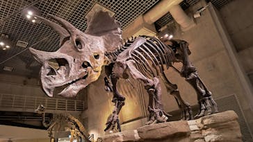 国立科学博物館に投稿された画像（2025/5/11）