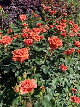 横浜イングリッシュガーデンに投稿された画像（2025/5/11）