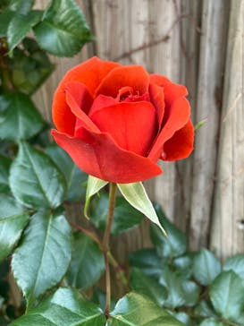 横浜イングリッシュガーデンに投稿された画像（2025/5/11）