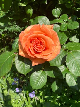 横浜イングリッシュガーデンに投稿された画像（2025/5/11）