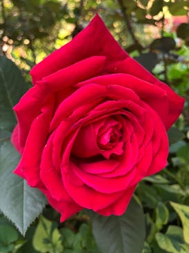 横浜イングリッシュガーデンに投稿された画像（2025/5/11）