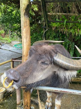 琉球村に投稿された画像（2025/5/11）