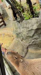 世界淡水魚園水族館　アクア・トトぎふに投稿された画像（2025/5/11）
