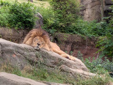 天王寺動物園に投稿された画像（2025/5/11）