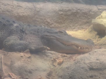 天王寺動物園に投稿された画像（2025/5/11）