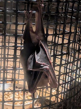 天王寺動物園に投稿された画像（2025/5/11）