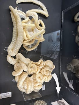  うんち展　-No UNCHI, No LIFE-に投稿された画像（2025/5/11）