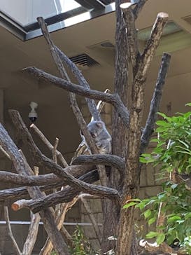 名古屋市東山動植物園に投稿された画像（2025/5/11）