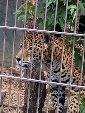 名古屋市東山動植物園に投稿された画像（2025/5/11）