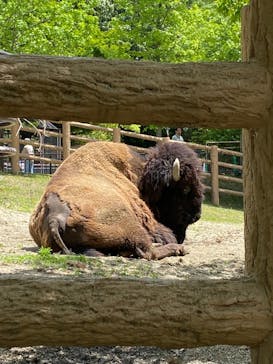 名古屋市東山動植物園に投稿された画像（2025/5/11）