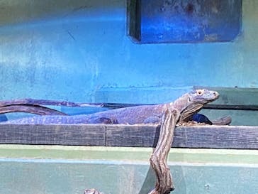 名古屋市東山動植物園に投稿された画像（2025/5/11）