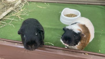 成田ゆめ牧場に投稿された画像（2025/5/11）