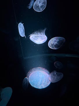 京都水族館に投稿された画像（2025/5/11）