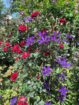 横浜イングリッシュガーデンに投稿された画像（2025/5/11）