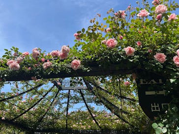 横浜イングリッシュガーデンに投稿された画像（2025/5/11）