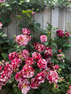 横浜イングリッシュガーデンに投稿された画像（2025/5/11）