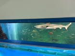 越前松島水族館に投稿された画像（2025/5/11）