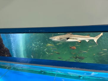 越前松島水族館に投稿された画像（2025/5/11）