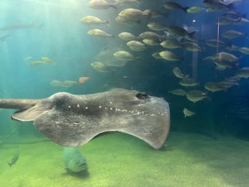 越前松島水族館に投稿された画像（2025/5/11）